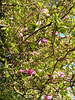 Magnolia cv inconnu (fam Magnoliacees) (Photo F. Mrugala) (5)
